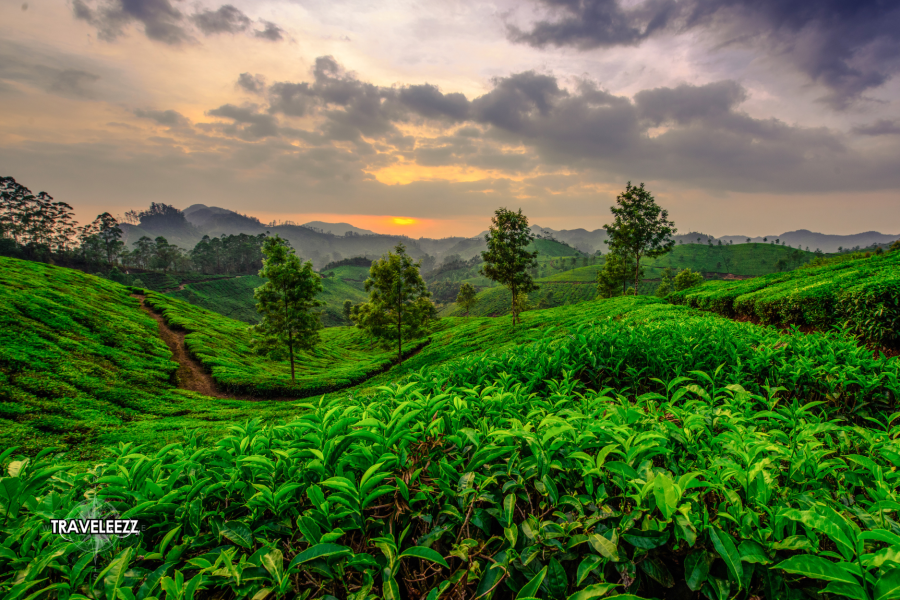 Munnar Escape